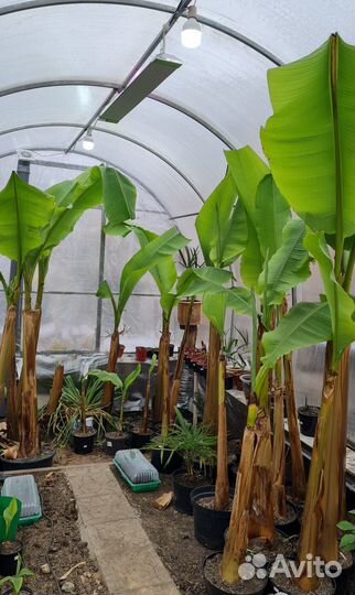 Банан японский, банановая пальма, банан Тропикана