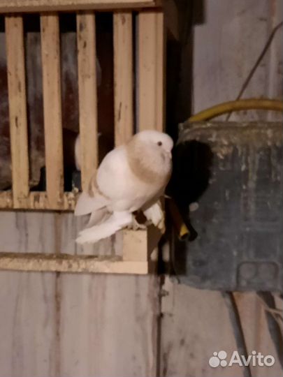Продажа голубей