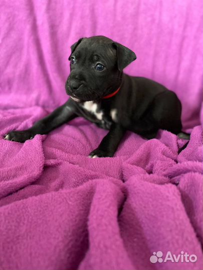 Щенки питбуля