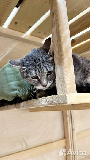 Кошке Любе нужен дом