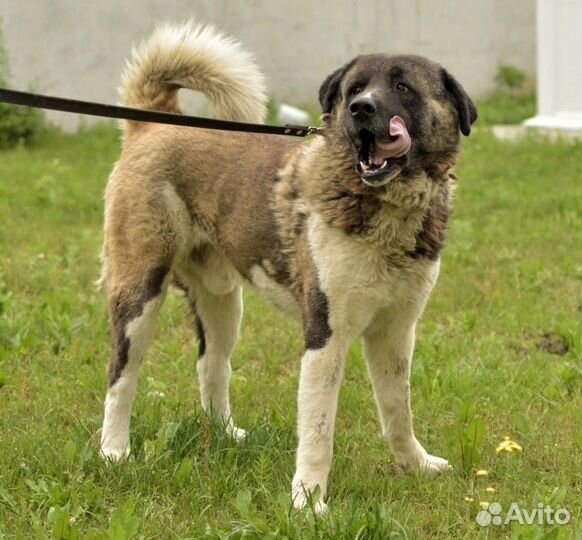 Акита выживает в приюте