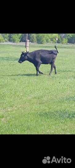 Корова дойная