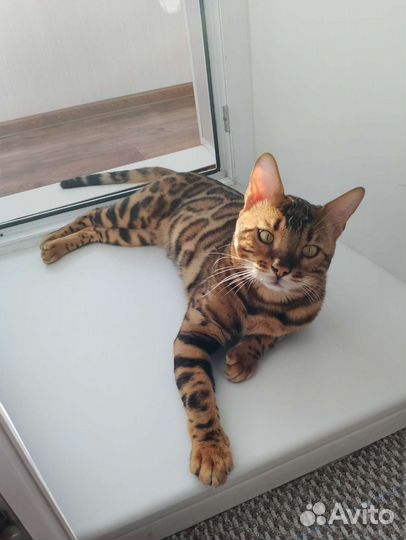 Бенгальский кот