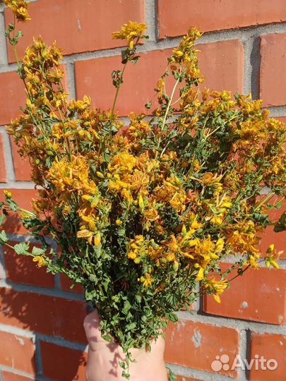 Зверобой, мята, берёзовые веники