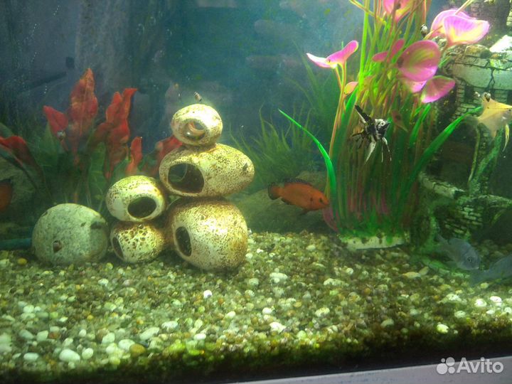 Хемихромис