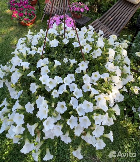 Сурфиния табл вайт