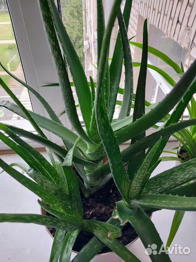 Алоэ, отростки