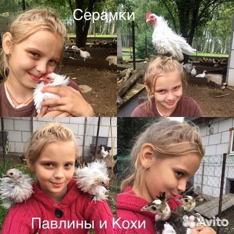 Кохинхины карликовые,Серама,Шамо,Бантам Ява