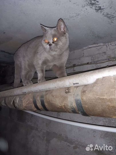 Найден котенок на кочубея георгиевск