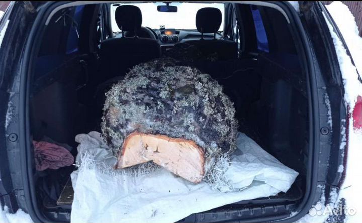 Кап сувель берёзовый