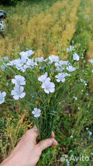 Лен белый лм98