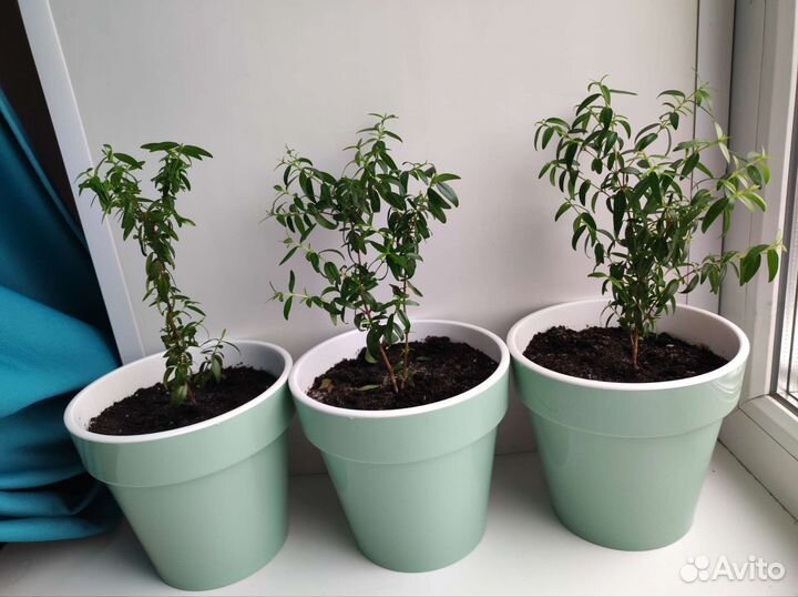 Мирт с горшком