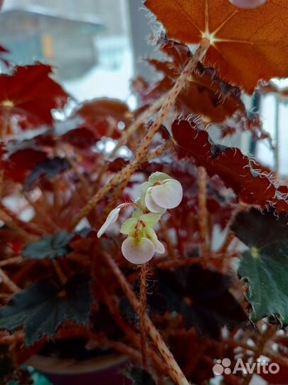 Бегония Королевская