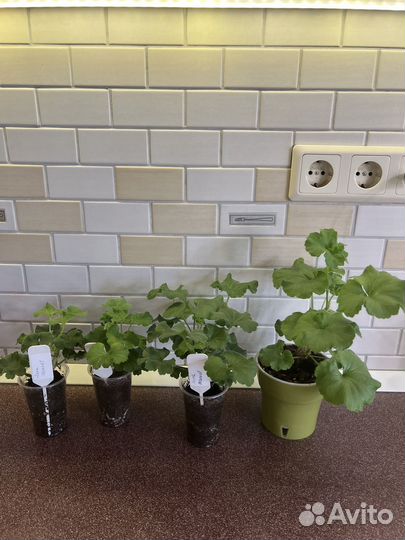 Пеларгония герань сортовая