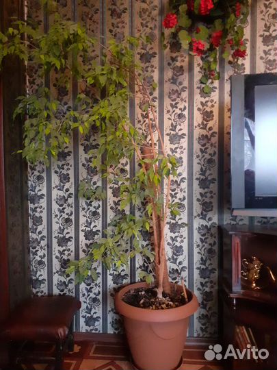 Фикус бенджамина