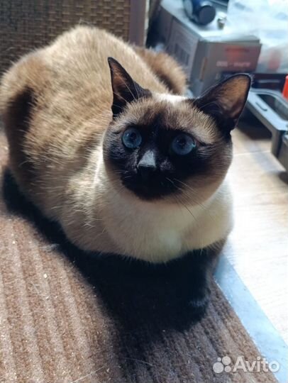 Клубные котята