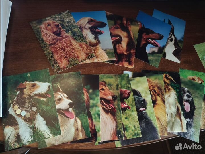 Открытки Собаки, Спортсмены СССР, Шушенское