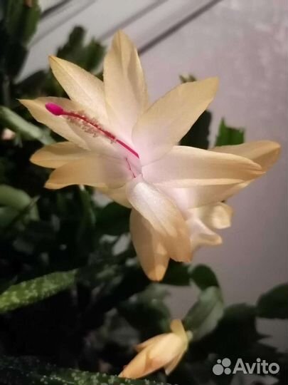 Декабрист шлюмбергера желтый