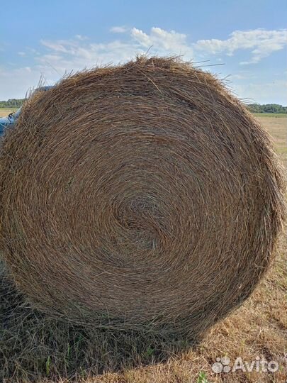 Продам сено в рулонах