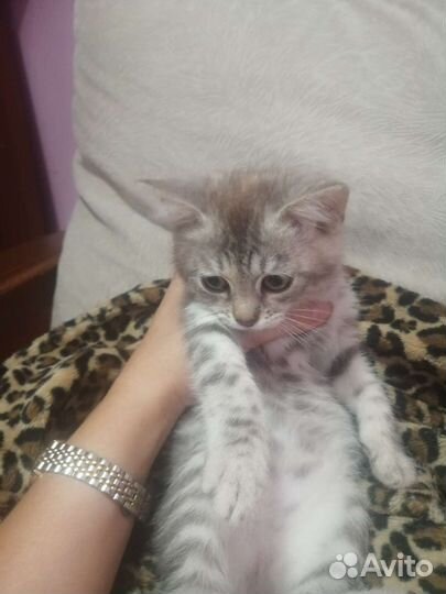 Кошечка в добрые руки