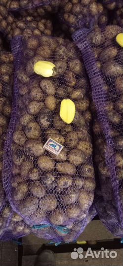 Картофель оптом