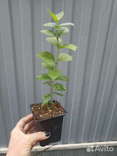 Чубушник сорт 