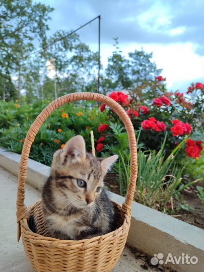 Британские котята в добрые руки