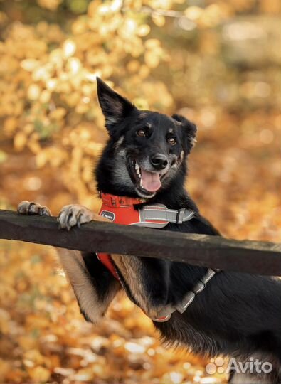 Малыш в добрые руки