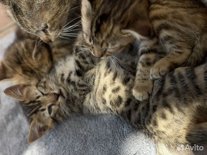 Котята в добрые руки наполовину бенгалы