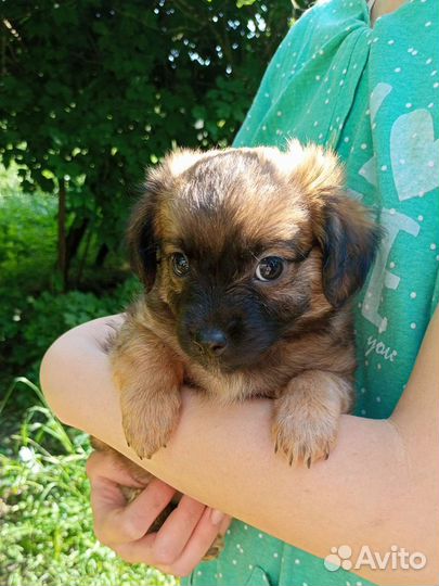 Щенок 2 мес., девочка отдам в добрые руки