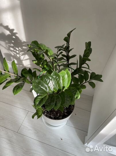 Замиокулькас