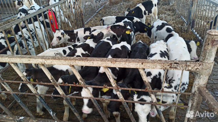 Телята мясные