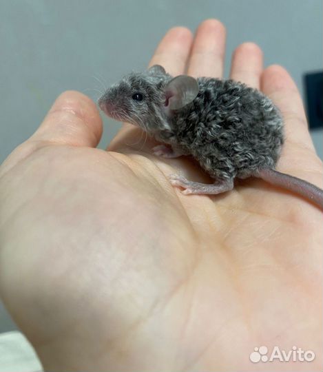 Декоративные мыши, тексели(кудряши), сатин