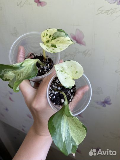 Эпипремнум marble apple, золотистый