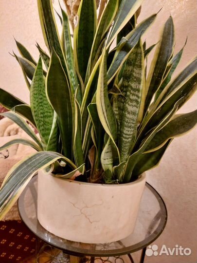 Сансевиерия