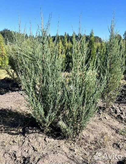 Можжевельник Блю Эрроу с доставкой с полей
