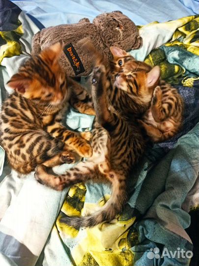 Бенгальские котята