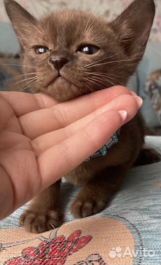 Бурманские котята