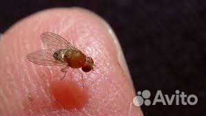 Сверчки, мучной червь, дрозофила,знахарь, и другое