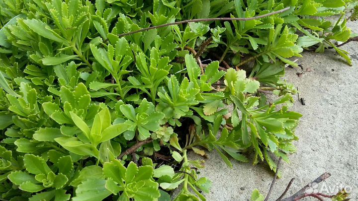 Растения и саженцы для дачи и сада