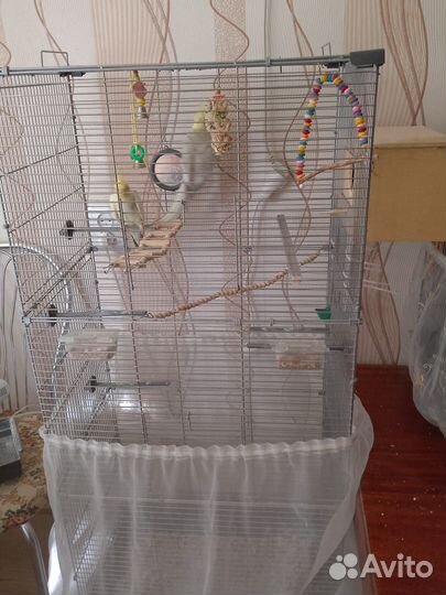 Попугай корелла с клеткой