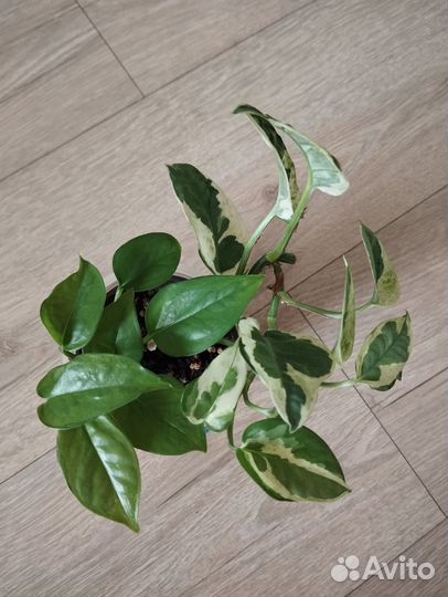 Эпипремнум