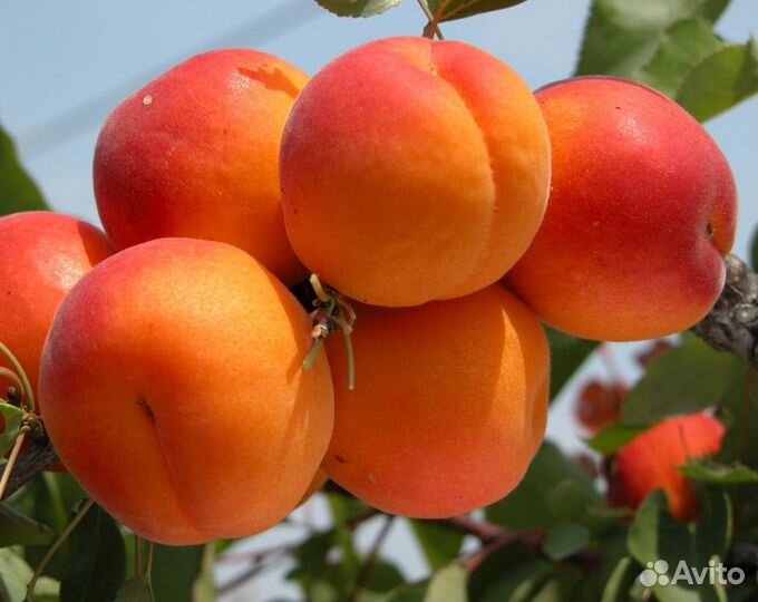 Саженцы плодовых деревьев