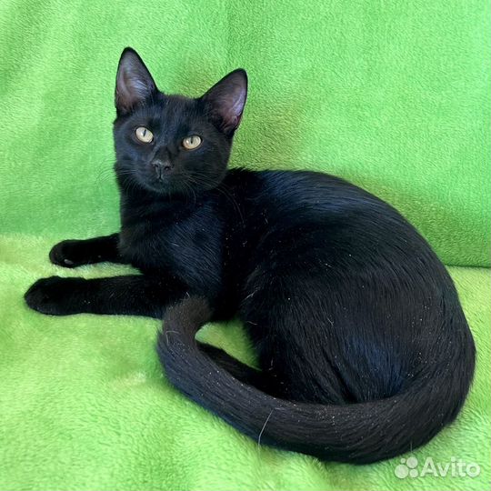 Котёнок Черчилль в добрые руки