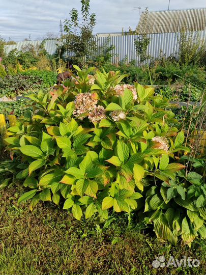 Гортензия крупнолистная