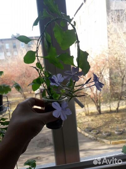 Свинчатка голубая и красная. Иксора