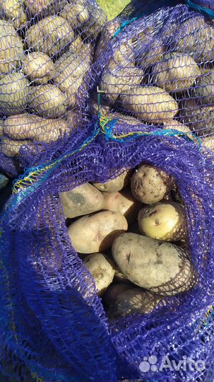 Продам картофель крупный