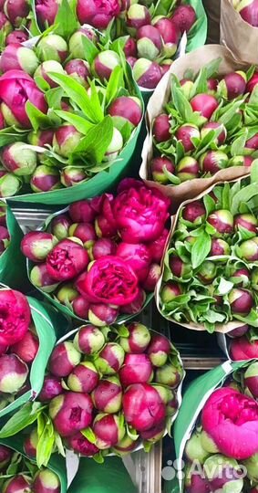 Свежие пионы с доставкой по Москве и области