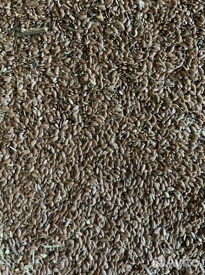 Семена льна канадской селекции