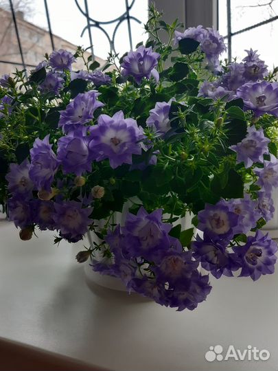 Комнатные растения цветы